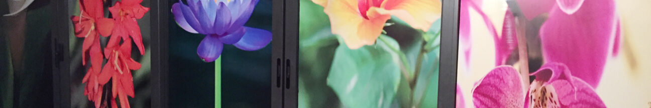 Decorazione vetrine locale con adesivi stampati in digitale